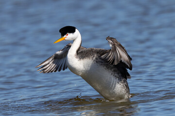 Close view of a Clark’s grebe flapping his wings, seen in a North California marsh