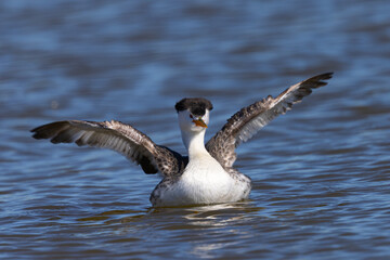 Close view of a Clark’s grebe flapping his wings, seen in a North California marsh