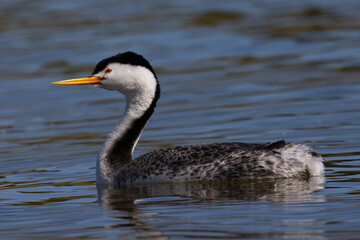 Clark’s grebe in beautiful light, seen in a North California marsh