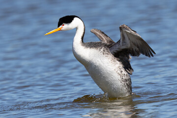 Close view of a Clark’s grebe flapping his wings, seen in a North California marsh