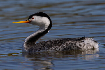 Close view of a Clark’s grebe, seen in a North California marsh