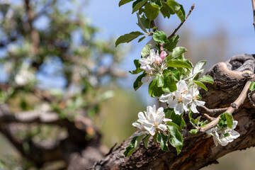 Apple Blossoms in Spring in Western Colorado