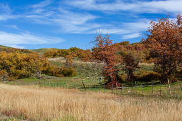 Fototapeta premium Autumn in Western Colorado