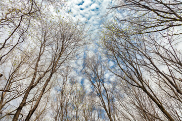 View of the spring blue cloudy sky through the crowns of forest trees, on the branches of which young green leaves appear.
