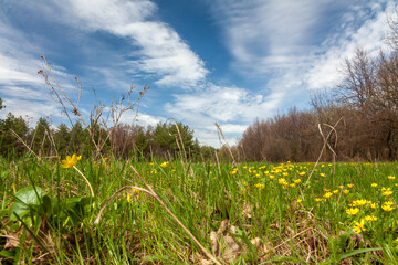 Fototapeta premium Open meadow with spring yellow friendly flowers under a blue sky with high cirrus clouds and a forest on the horizon.