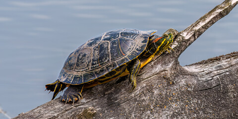 A red-eared slider turtle basking in the sun on a dead branch
