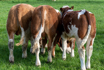 Obraz na płótnie Canvas Drei nebeneinander auf einer Weide stehende Jungbullen beim Grasfressen zeigen mit ihren Hinterteilen in die Kamera