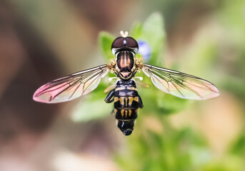 Close-up of a Hover Fly (Syrphidae) perched on a flower with wings extended.  Long Island, New York, USA