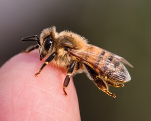 Close-up of a European Honey Bee (Apis mellifera) resting on my finger. Long Island, New York.