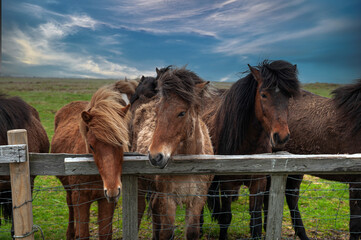 The Icelandic horse is a breed of horse that developed in Iceland.