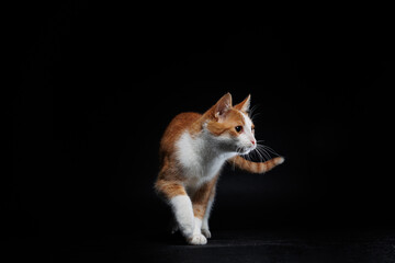 kot © RobertM