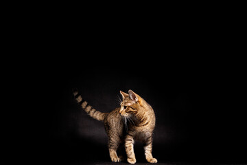 kot © RobertM