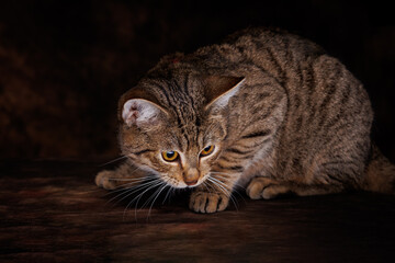 kot © RobertM
