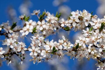 Flowering fruit tree in spring. White small flowers of Mirabelle plum, also known as mirabelle prune or cherry plum (Prunus domestica subsp. syriaca).