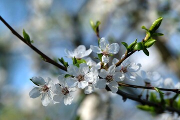 Flowering fruit tree in spring. White small flowers of Mirabelle plum, also known as mirabelle...