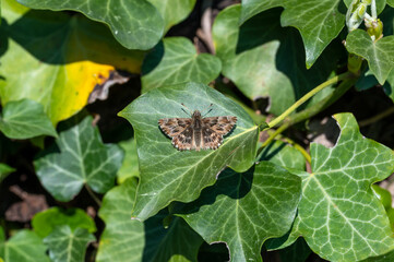 Hesperiidae / Hatmi Zıpzıpı / Mallow Skipper / Carcharodus alceae