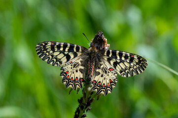 Güneyli Fisto » Zerynthia polyxena » Southern Festoon