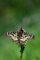 Güneyli Fisto » Zerynthia polyxena » Southern Festoon