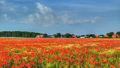 Blühende Klatschmohn auf einem Feld auf der Insel Rügen