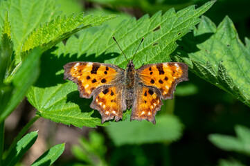 Nymphalidae / Yırtık Pırtık / Comma Butterfly / Polygonia c-album