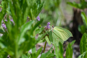 Pieridae / Orakkanat / Brimstone / Gonepteryx rhamni