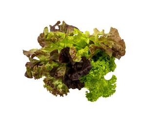 Red coral salad or lettuce isolated on white background.