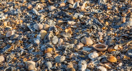 Cockle shells on the beach at Cumberland Island, Georgia
