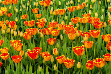 Banja Luka Tulip
