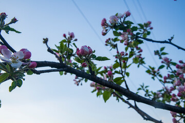 tree blossom