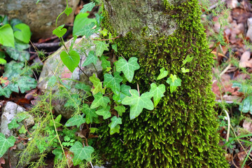 Ivy and moss growing on the tree. Selective focus.