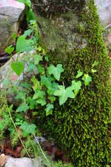 Ivy and moss growing on the tree. Selective focus.