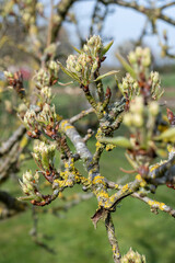 Close up of buds on a pear tree at green cluster growth stage