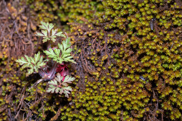 macro background nature plant flower green spring