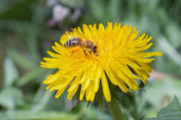 bee collecting honey honeybee carnica yellow 