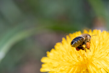 bee collecting honey honeybee carnica yellow 