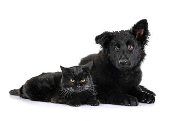 young german shepherd and cat