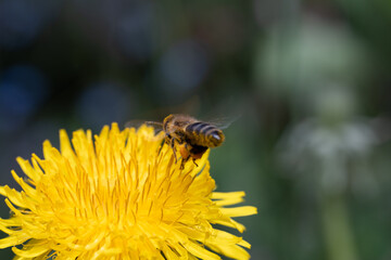 bee collecting honey honeybee carnica yellow 