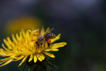 bee collecting honey honeybee carnica yellow 