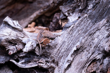 lizard in the sun wildlife nature
