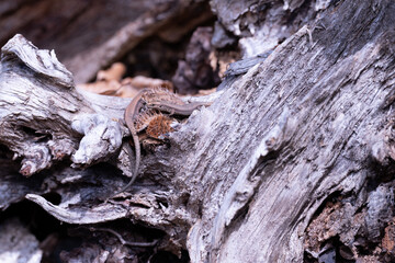 lizard in the sun wildlife nature