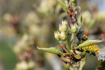Close up of buds on a pear tree at green cluster growth stage