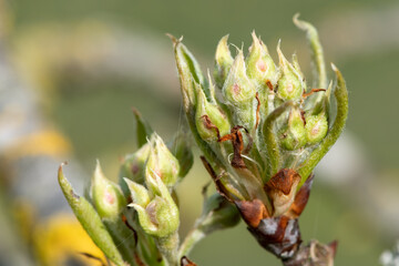 Close up of buds on a pear tree at green cluster growth stage