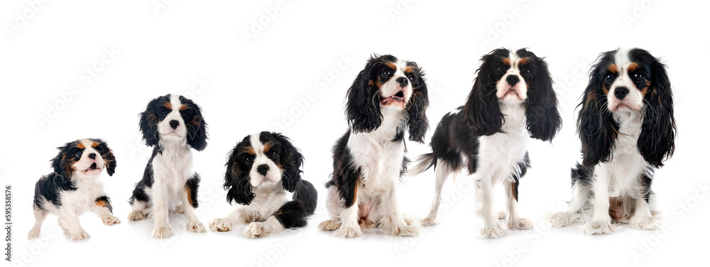 Poster cavalier king charles