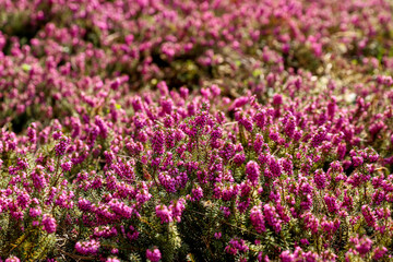 Erica carnea, or spring heath purple flowering plant background