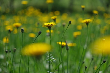たんぽぽ　dandelion