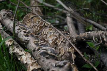 木の枝についているキノコ　Mushrooms on tree branches