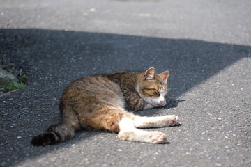 Fototapeta premium 眠る猫 sleeping cat
