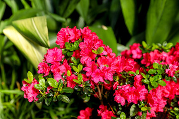 Vivid pink rhododendron flowers in a glasshouse, floral background