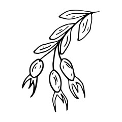 Rose hip in line style. Isolated hand drawing berry vector illustration. Doodle simple outline.