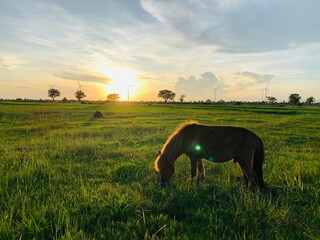 A horse in a field at sunset